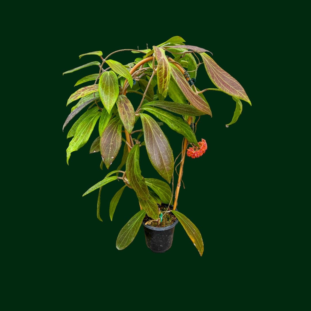 TRELLISED Hoya GPS 9076 (from Palawan) – Unsolicited Plant Talks