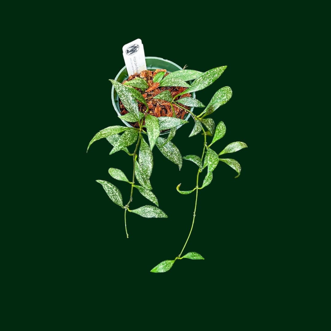 Hoya parviflora (splash) – Unsolicited Plant Talks
