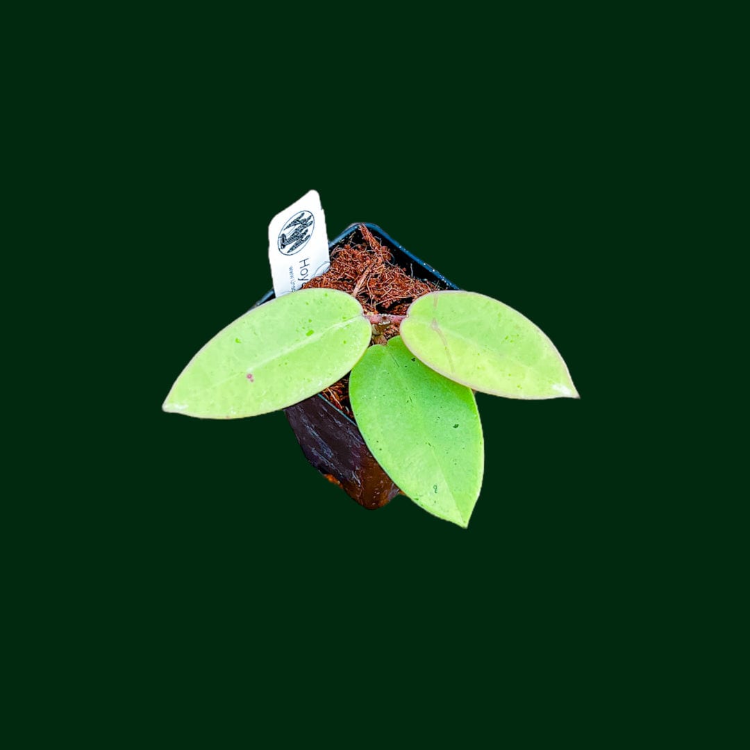 Hoya ‘Silver Dollar’ (MB 1405-AG)