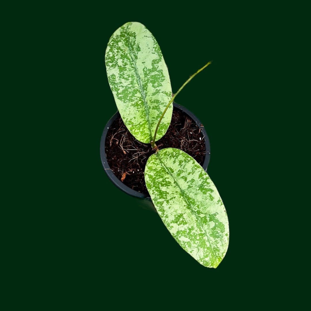 Hoya aff. lambii (splash)
