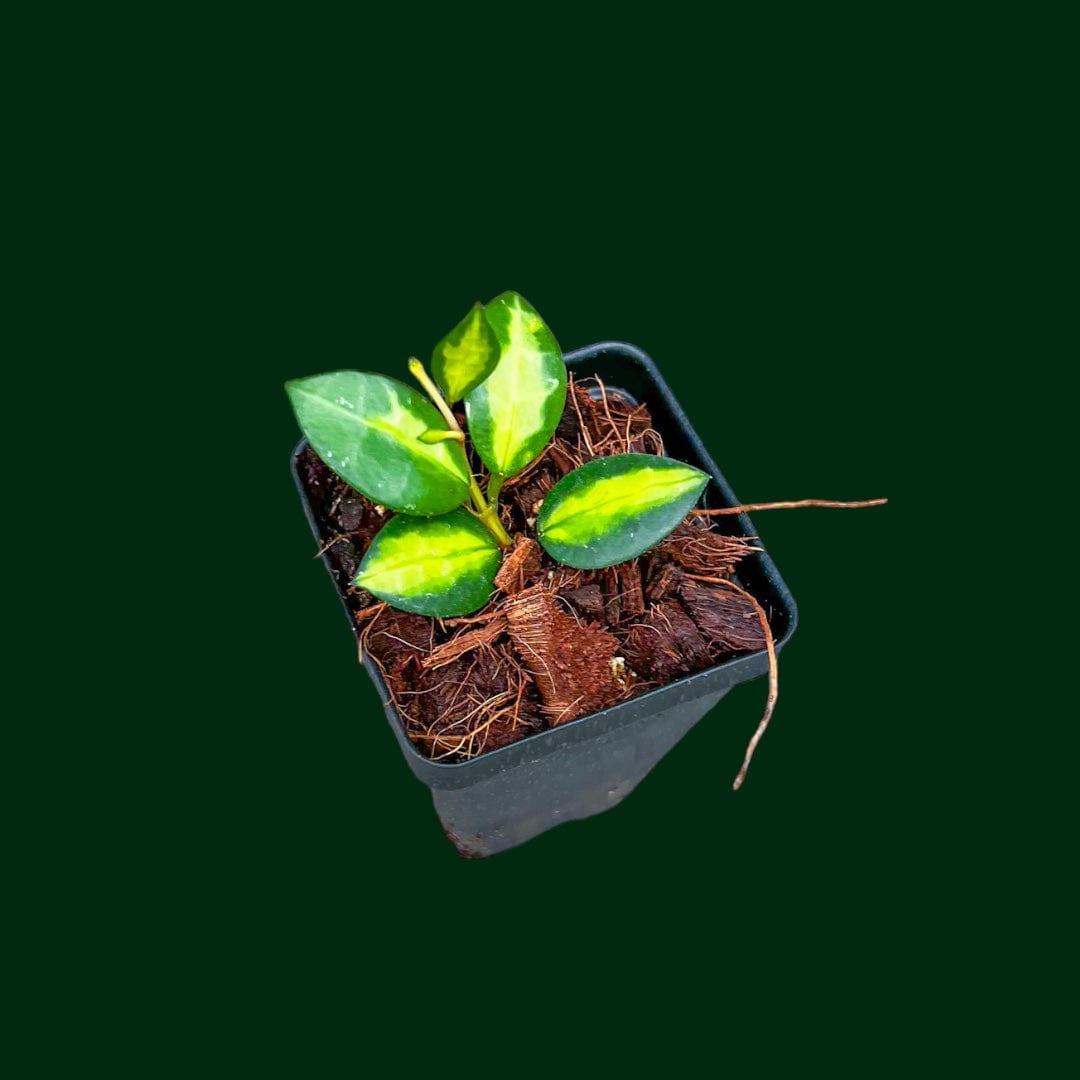 Hoya lacunosa 'Queen Midori' – Unsolicited Plant Talks