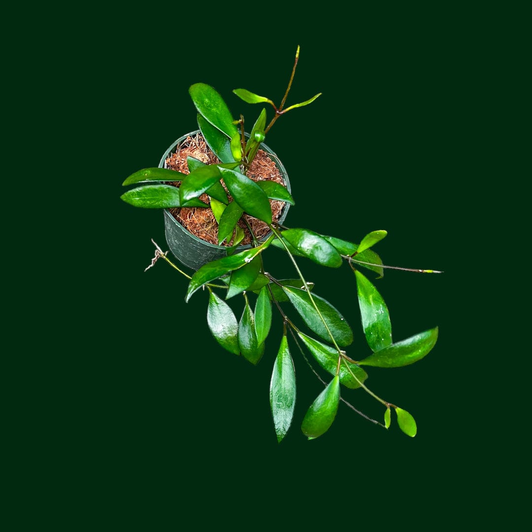 Hoya davidcummingii – Unsolicited Plant Talks