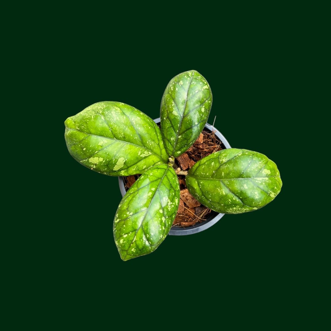 Hoya 'Larisa' – Unsolicited Plant Talks