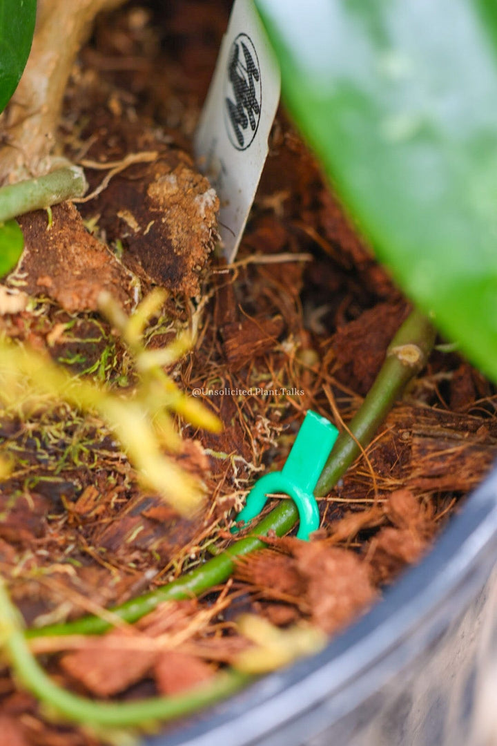 Propagation Pins (FREE SHIPPING)