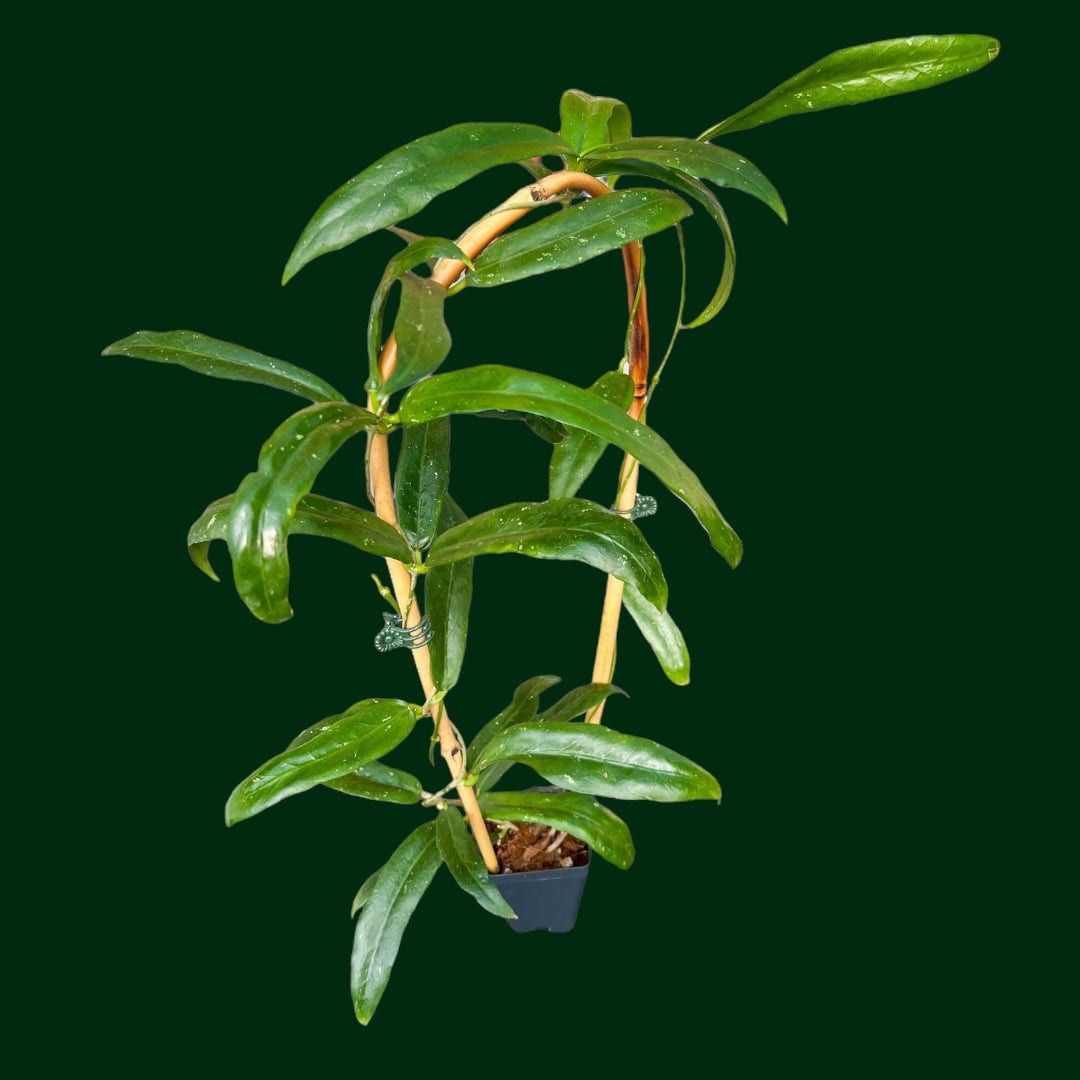 Trellised Hoya sp. Sabah – Unsolicited Plant Talks