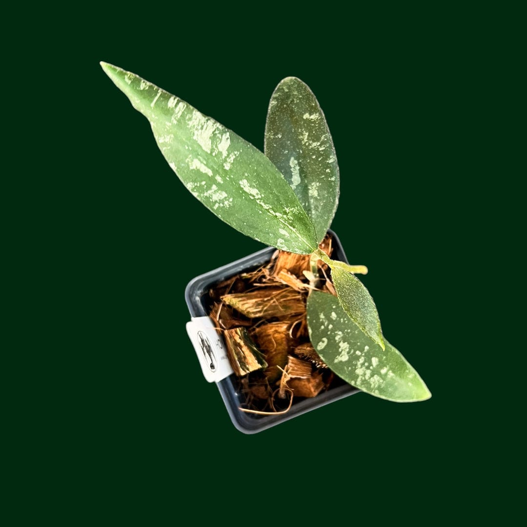 Hoya phuwuaensis