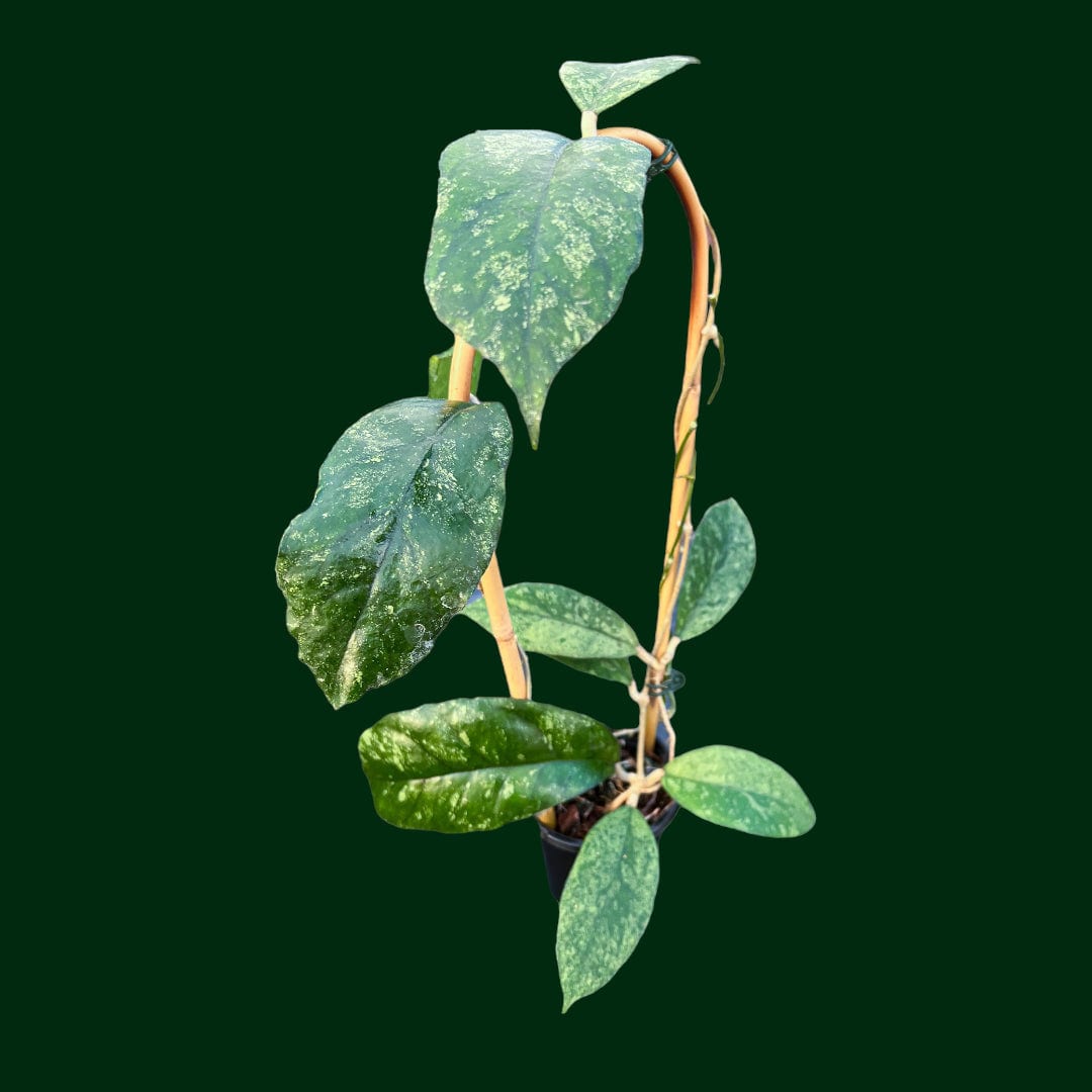 Trellised Hoya bahoi