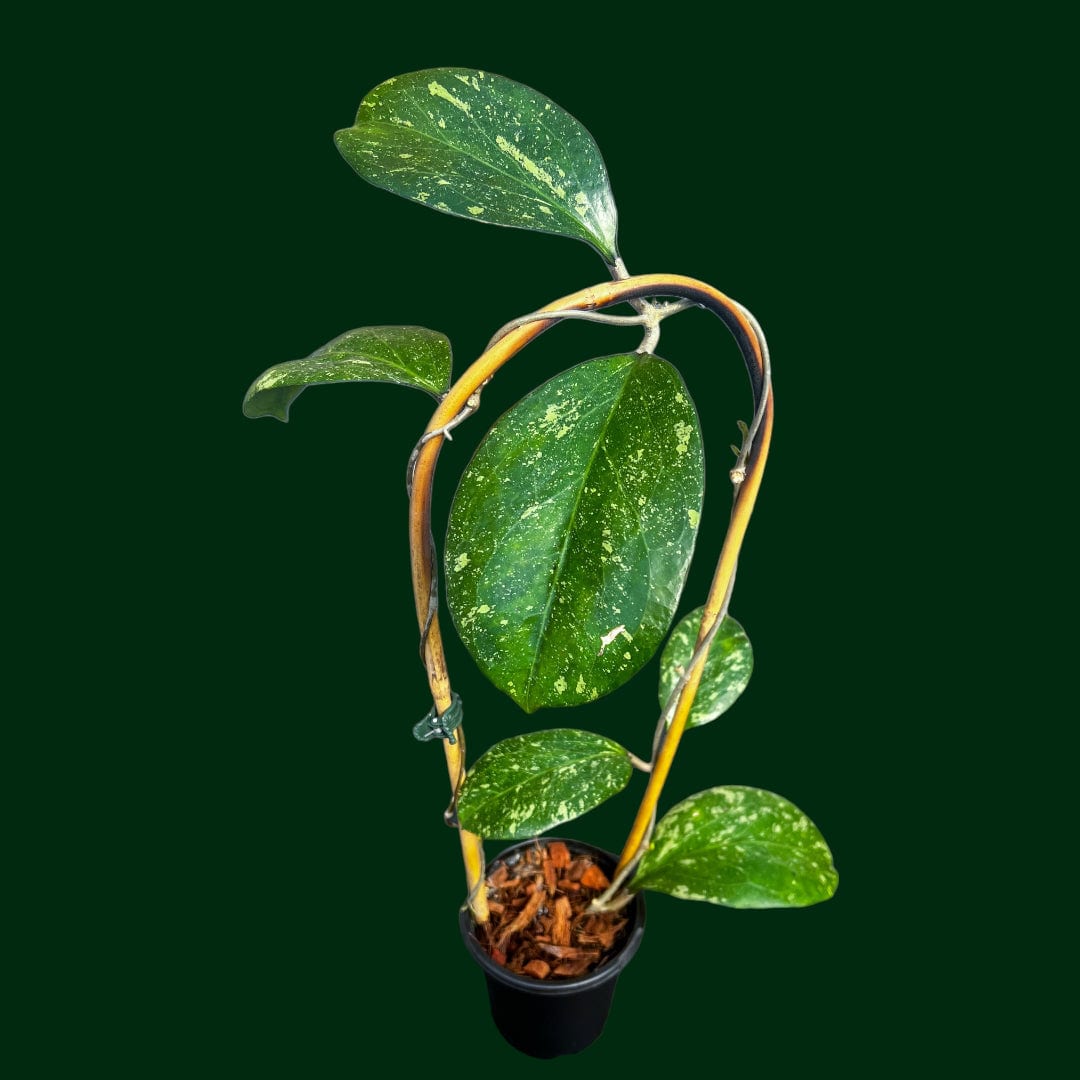 Trellised Hoya 'Michele' (MB1255)