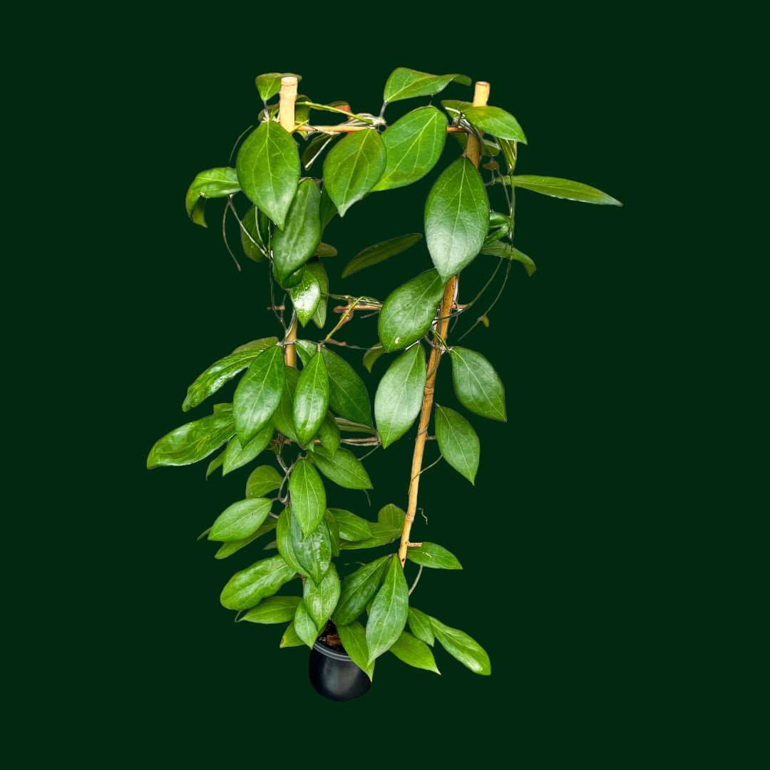 Trellised Hoya sp. Philippines (PW1307-03)