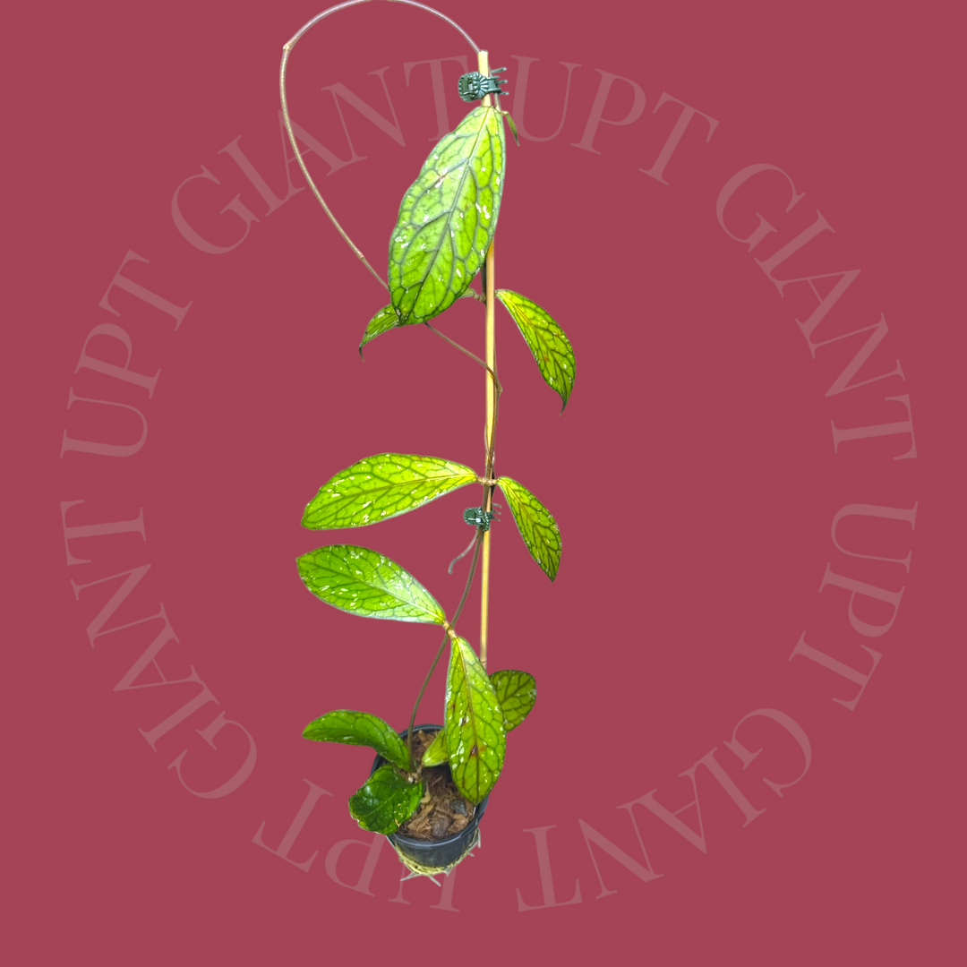 EVENT SPECIAL Hoya sp. (Tanggamus)