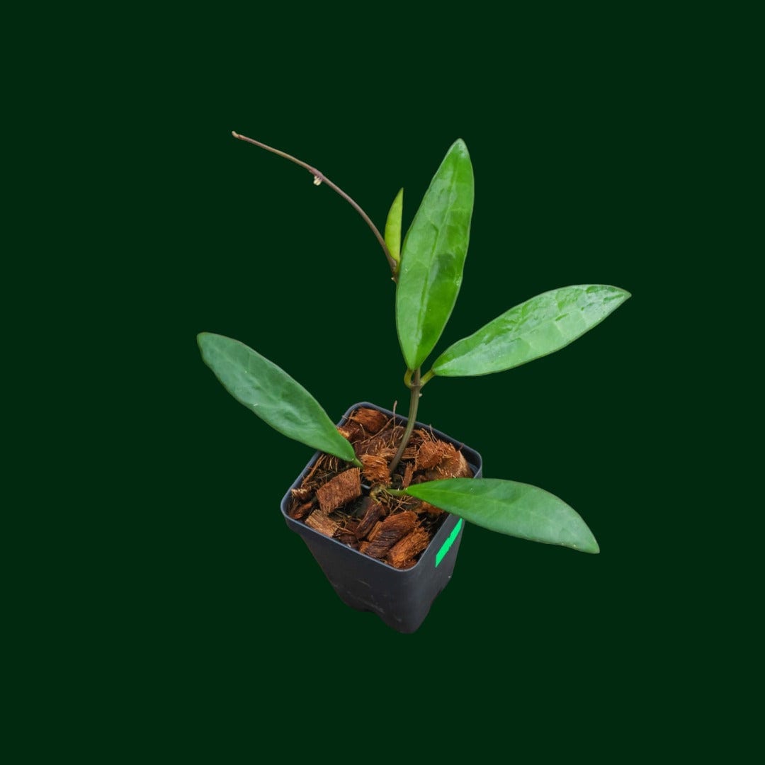 Hoya ‘Linh’ (MB1065)