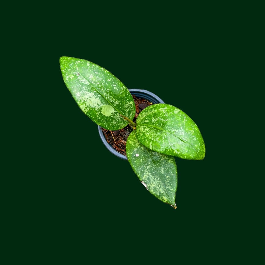 ごろ様　 HOYA 2点　250624 Hoya sp gunung gading [RJ0129] 1 pot ,1 plant , 16-18 inches
