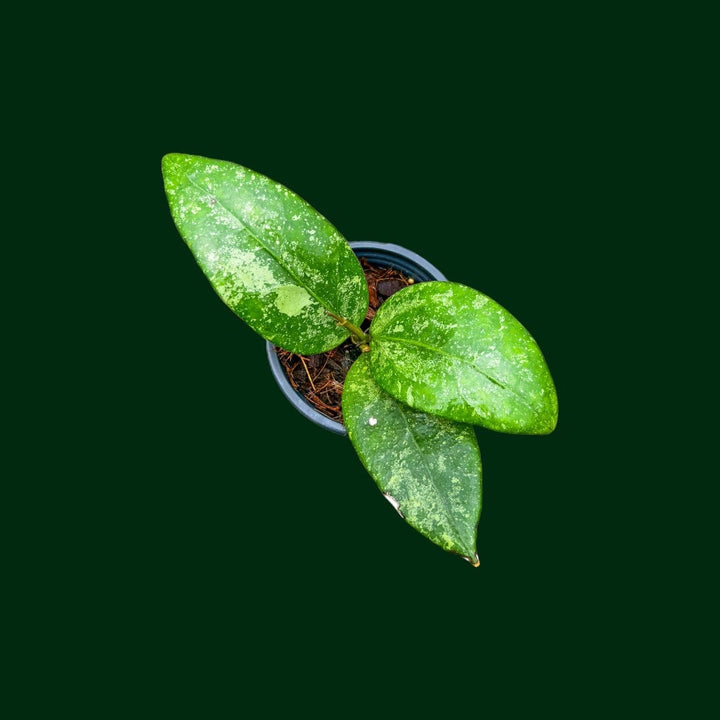 Hoya sp. Ko Chang Island