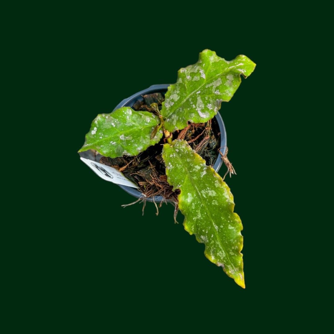 Hoya undulata