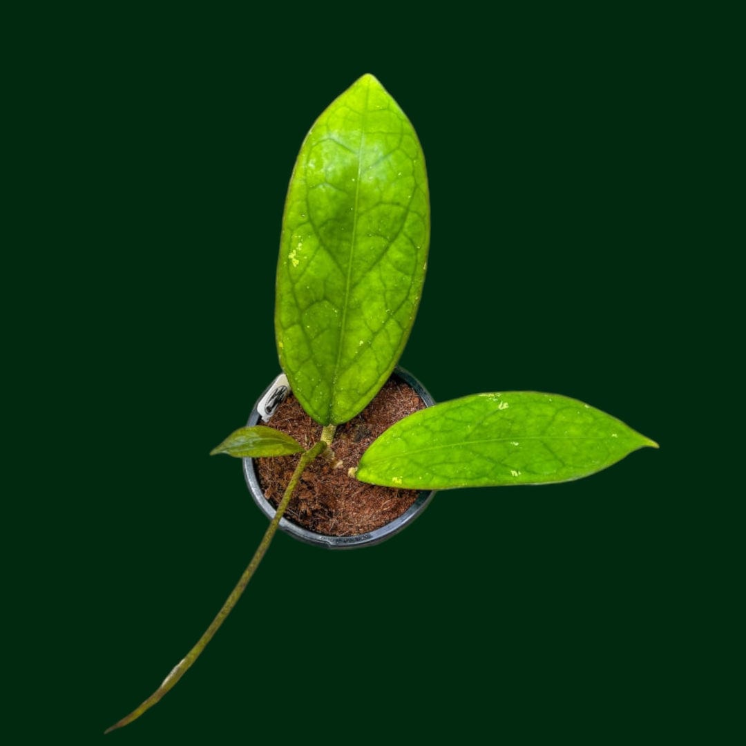 x plant seed Hoya ‘Noelle’ X (UPT005