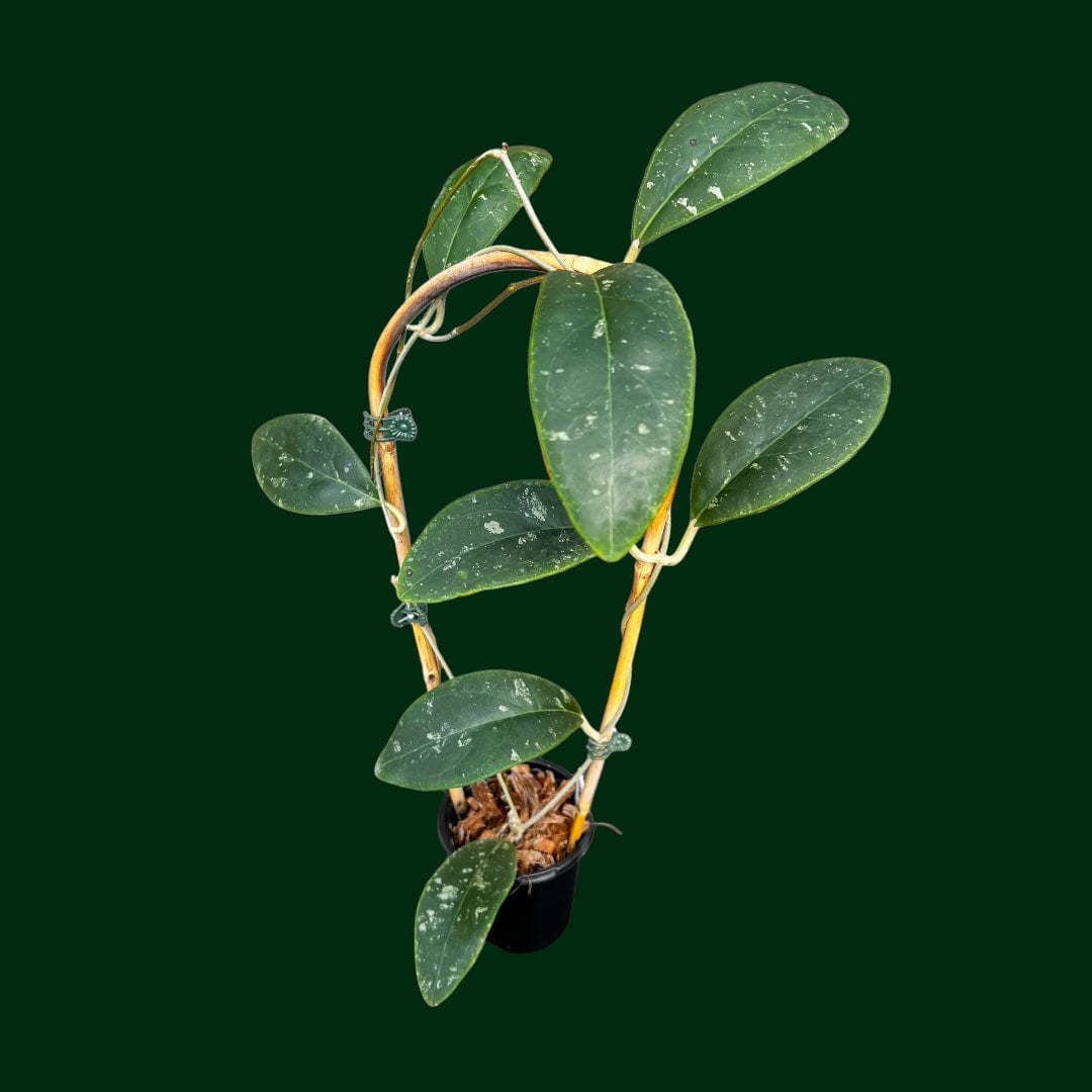 Trellised Hoya rintzii (Borneo) – Unsolicited Plant Talks