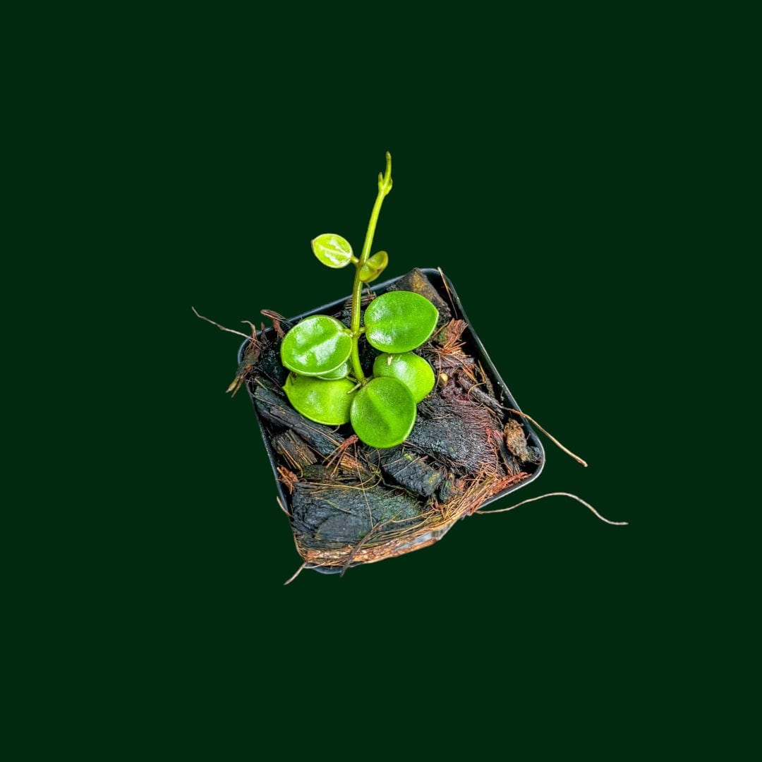 Dischidia major – Unsolicited Plant Talks