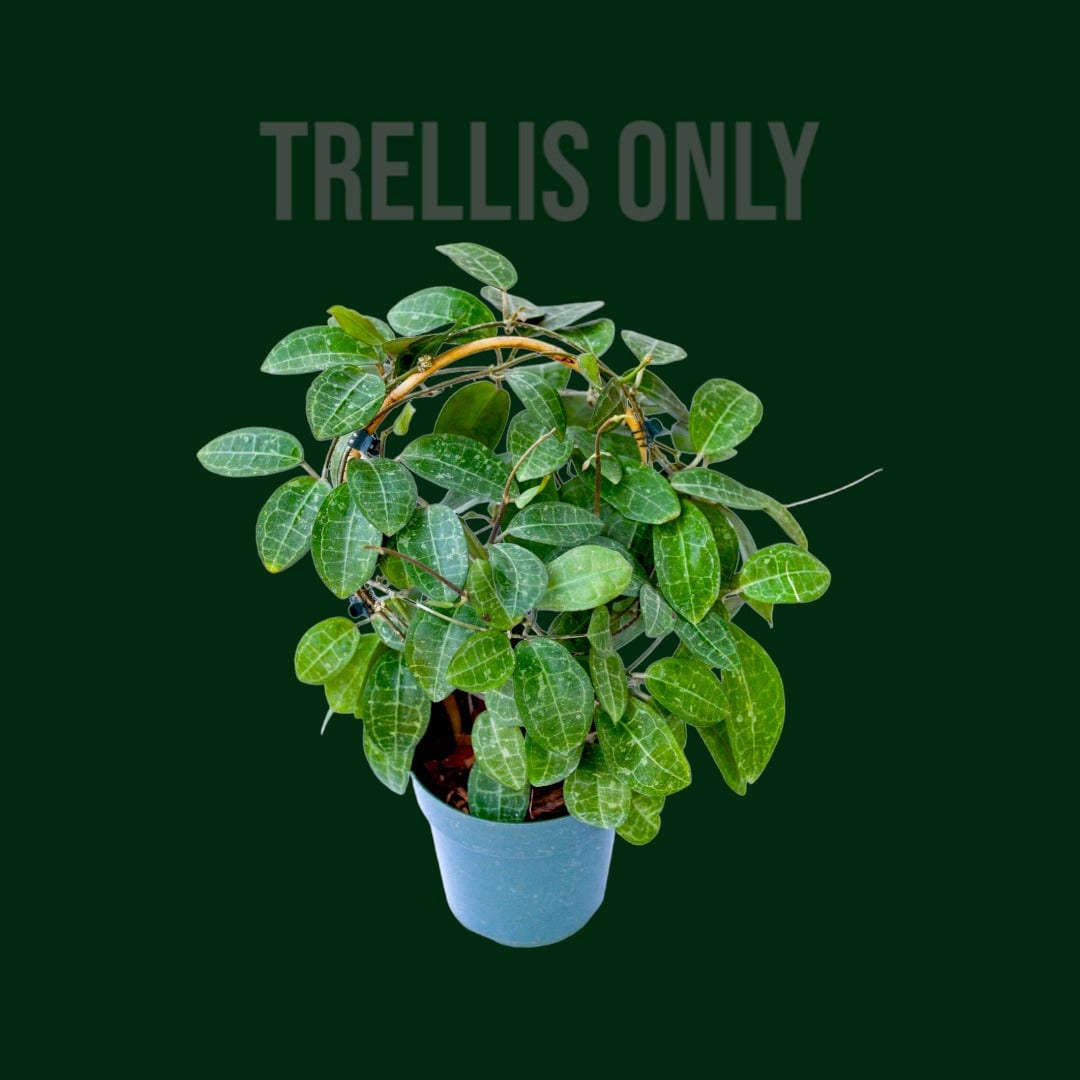 15in Bamboo Hoop Trellis (pack of 3)