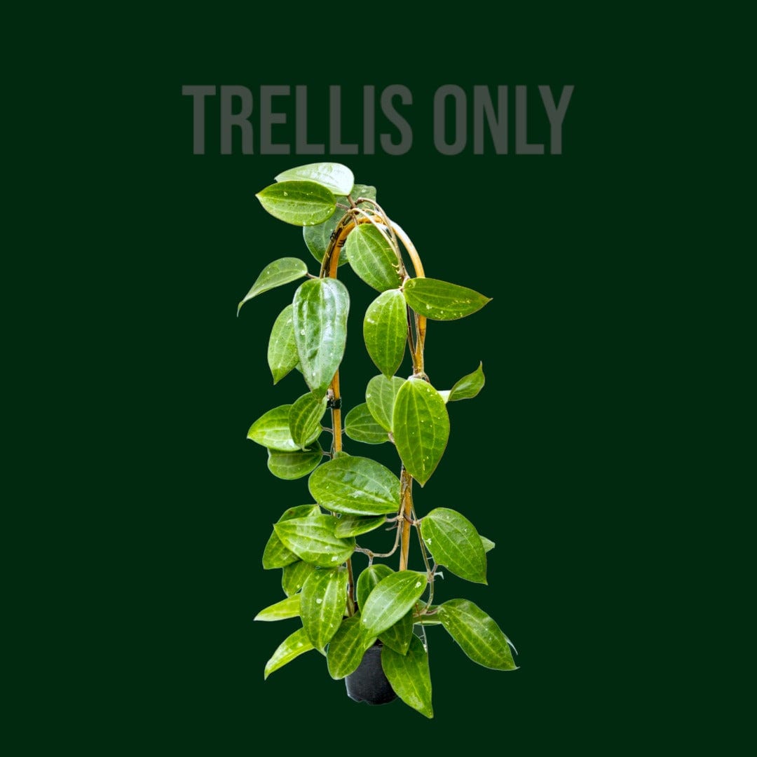 24in Bamboo U Trellis (pack of 3)