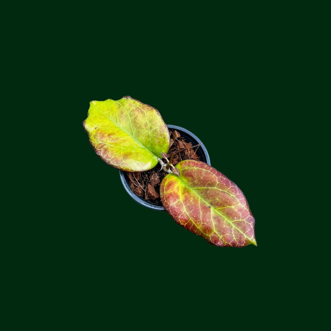 hoya plant seeds for sale Hoya seed002 – Unsolicited Plant Talks