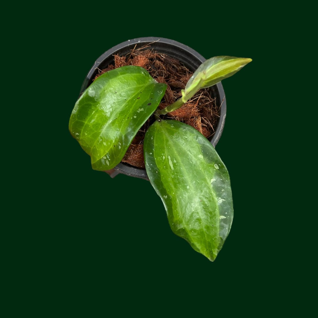 Hoya latifolia ‘Bai Bua’