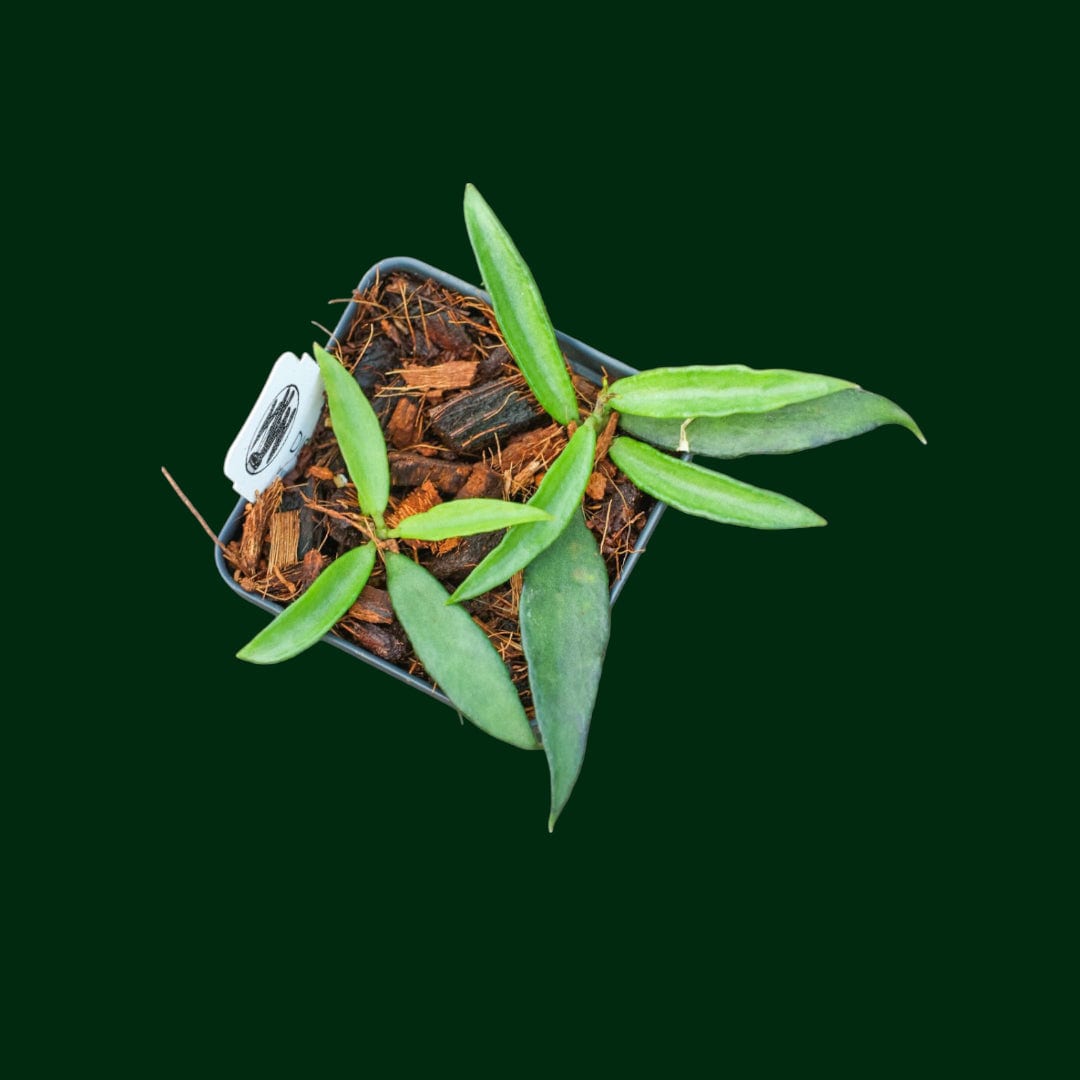 Dischidia kerrii (UNCOMMON!)