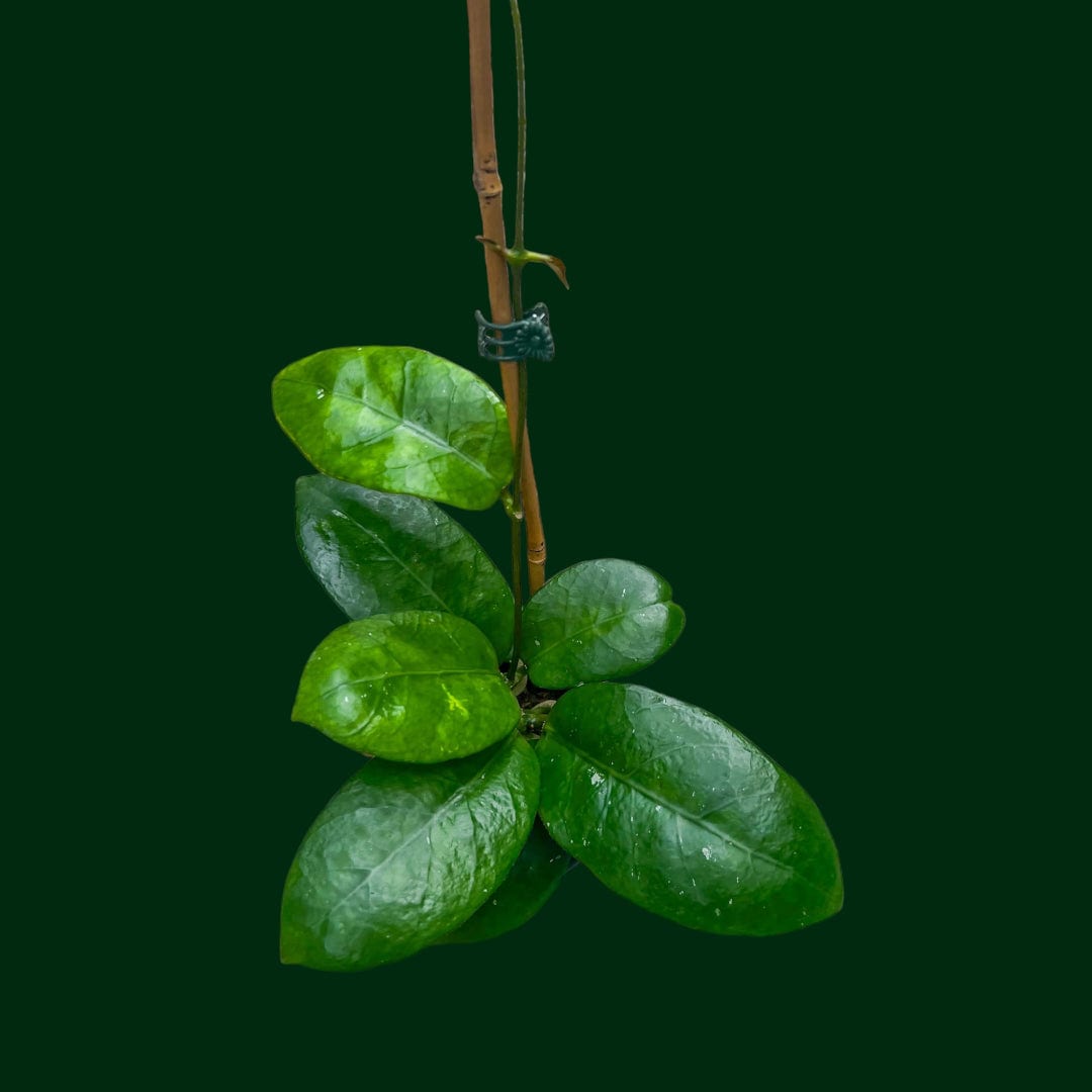 Hoya Carnosa hotsell Wat Doi Tung in a 4 inch pot / Well Established / Large Gorgeous Veined Leaves