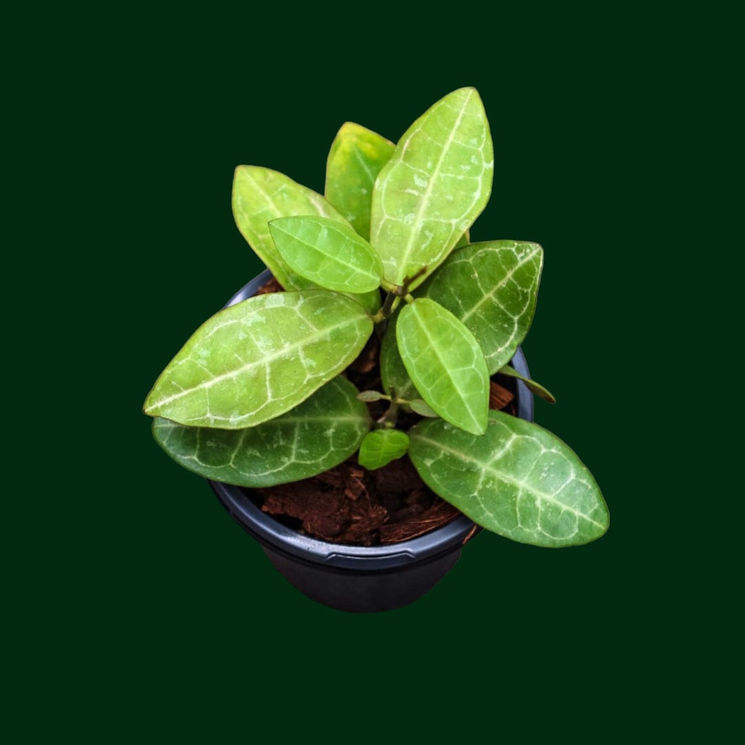 HOYA エリプティカ　 250808 7 HOYA エリプティカ 250808 7 Hoya TN01-74 (elliptica x