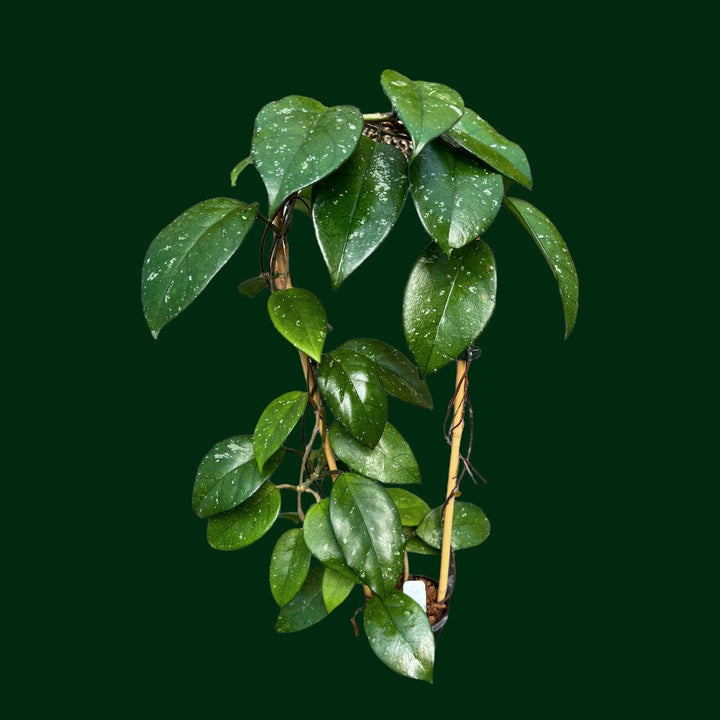 Trellised Hoya fungii x pubicalyx RHP