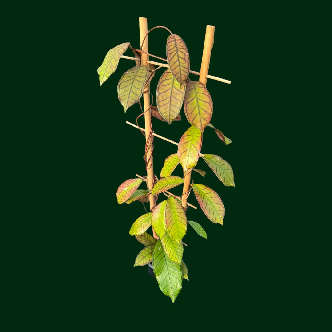 Trellised Hoya sp. Gunung Gading