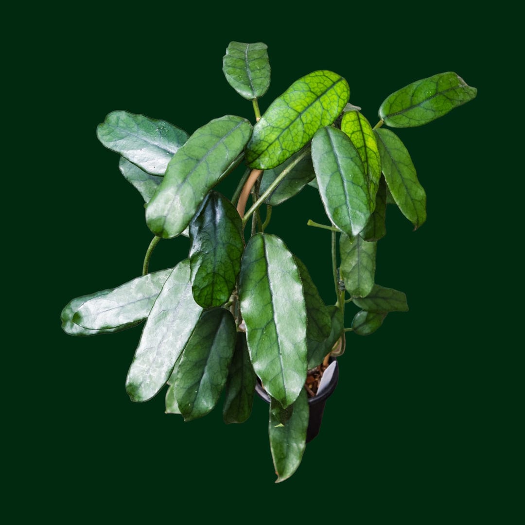 globulosa succulent Trellised Hoya globulosa (long leaf)