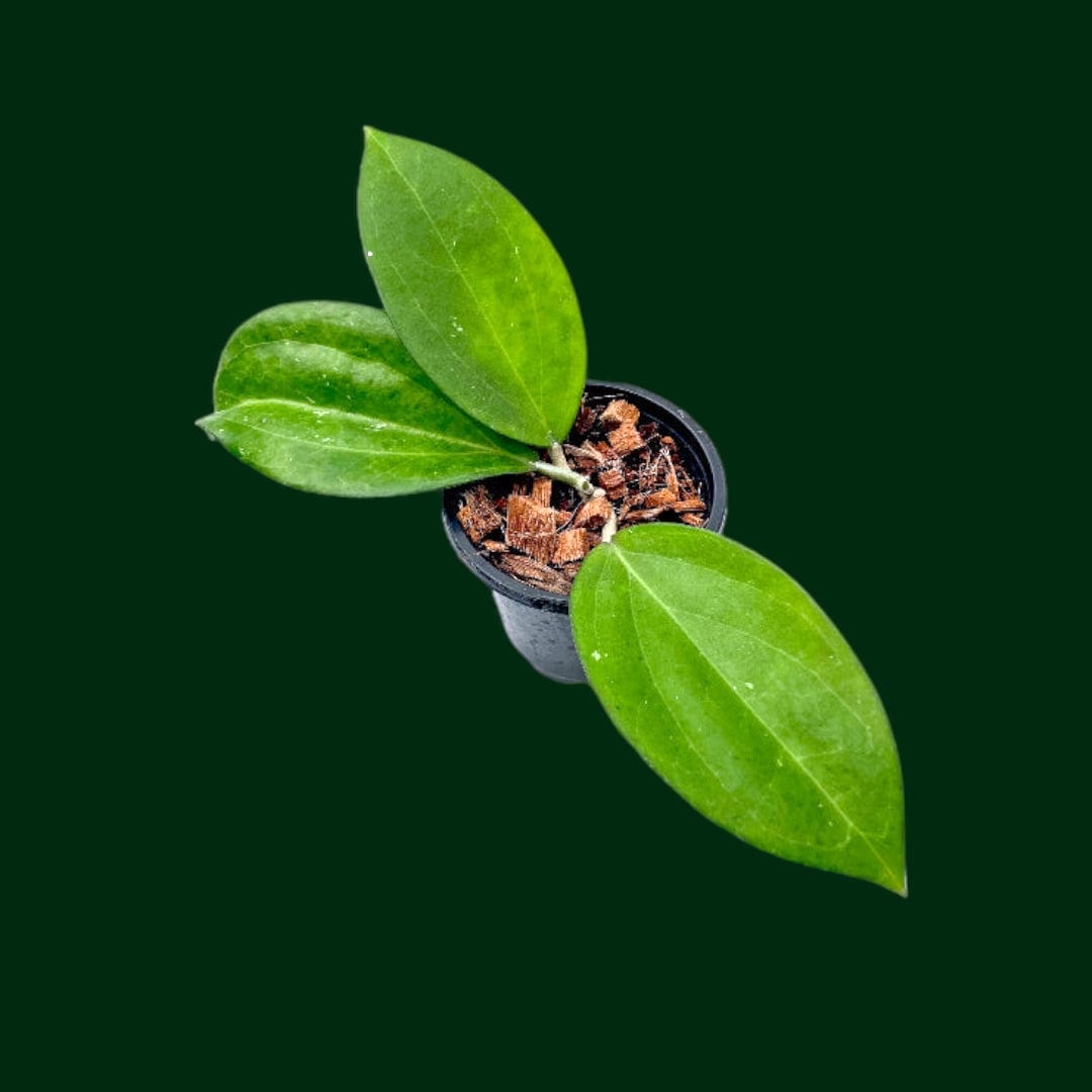 Hoya icensis Hoya seed023 カット苗 Hoya icensis - Gabriella Plants