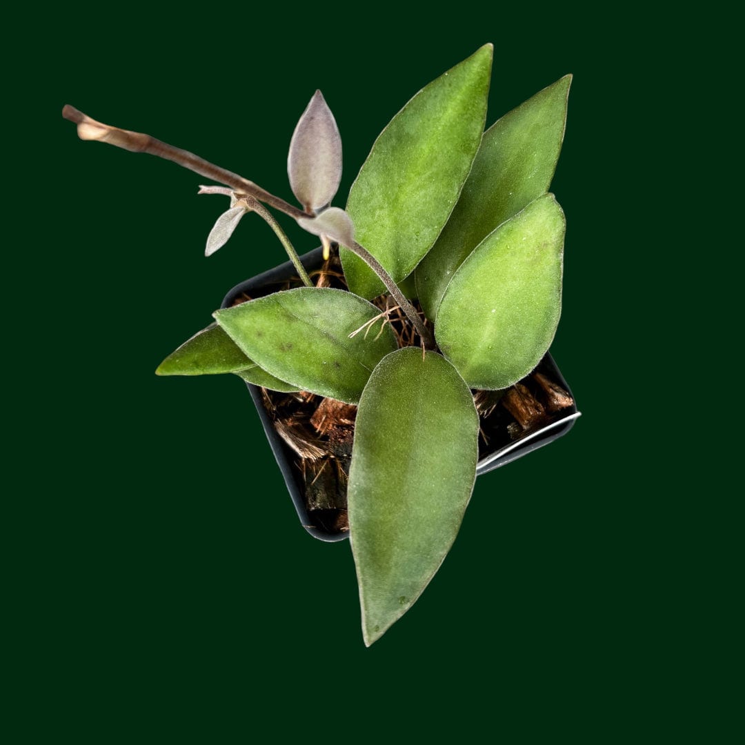 Hoya sp. NS05-240 – Unsolicited Plant Talks