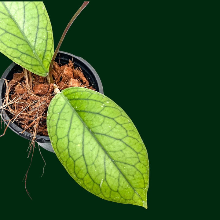 Hoya vittelinoides