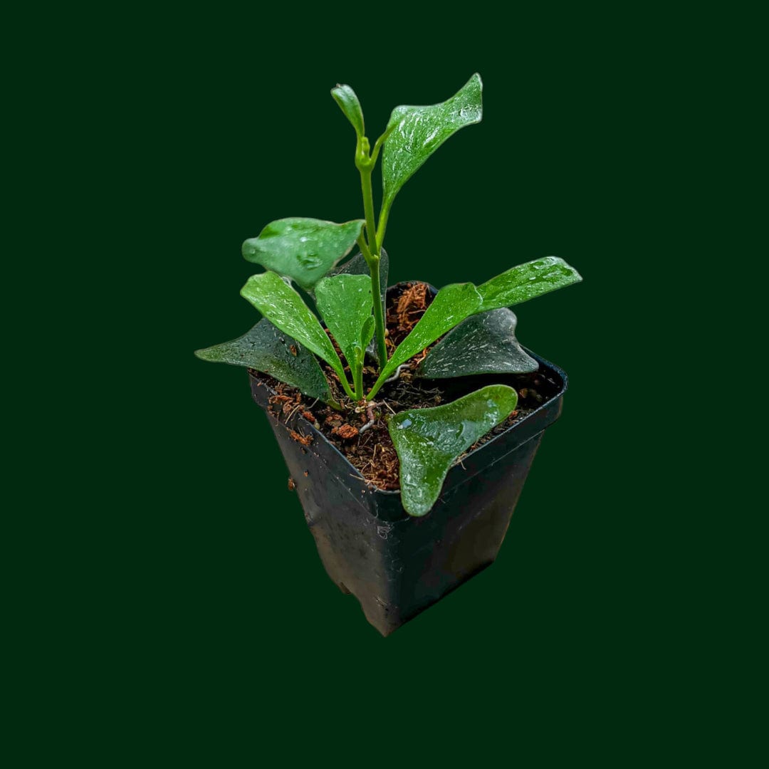 Hoya manipurensis