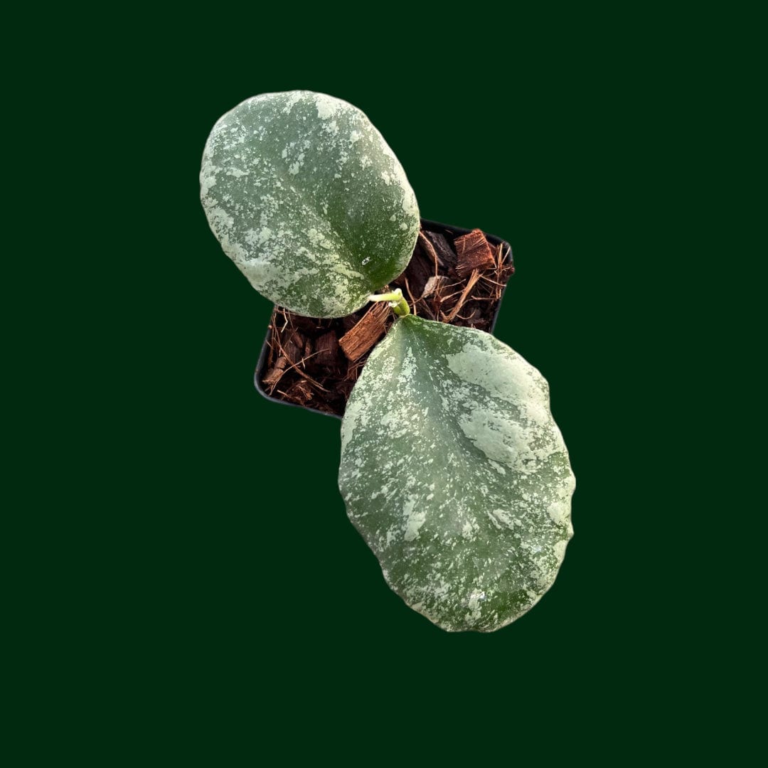 Hoya waymaniae (splash)