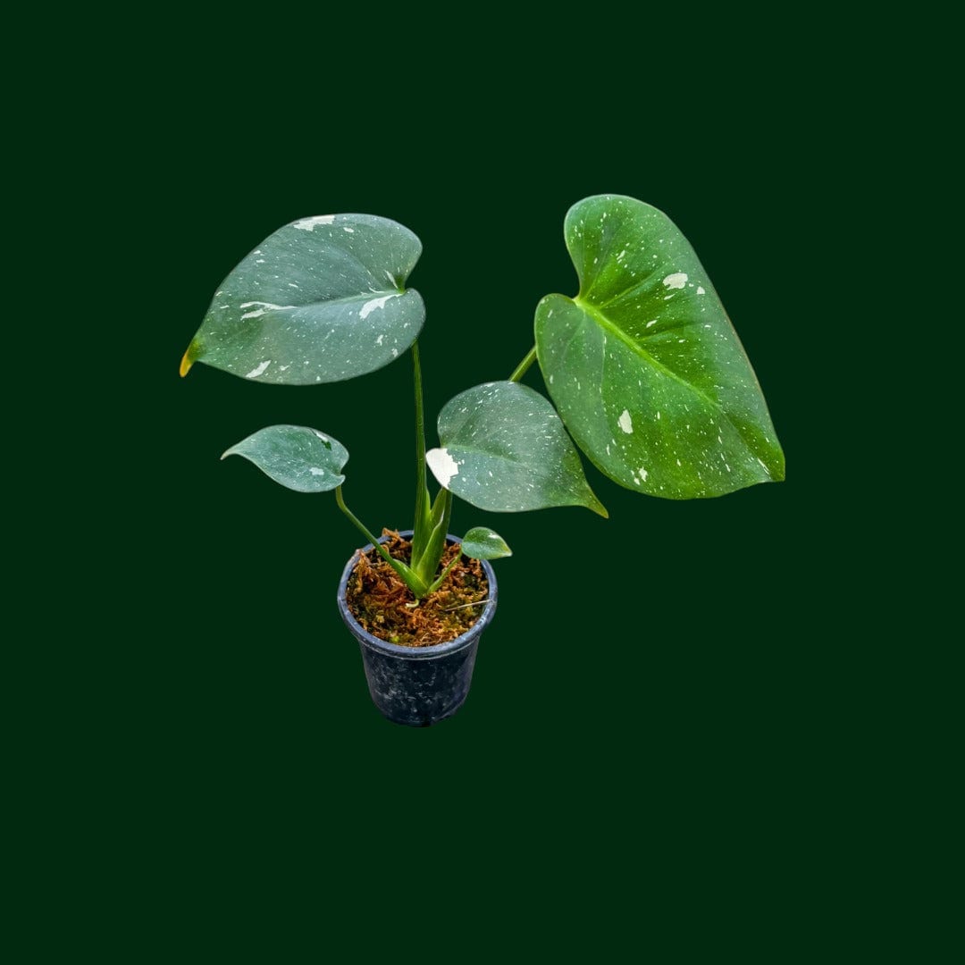 thai constellation monstera young Monstera ‘Thai Constellation’