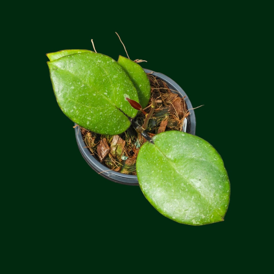 Hoya AH053 – Unsolicited Plant Talks Hoya AH053 – Unsolicited Plant Talks