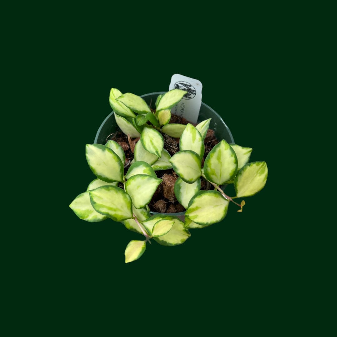 Hoya heuschkeliana (variegated)
