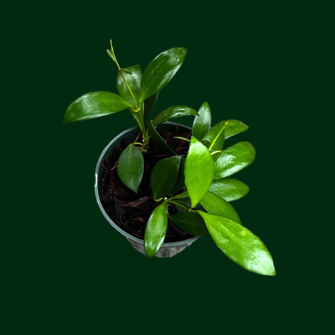 noona succulent Hoya 'Noona' – Unsolicited Plant Talks