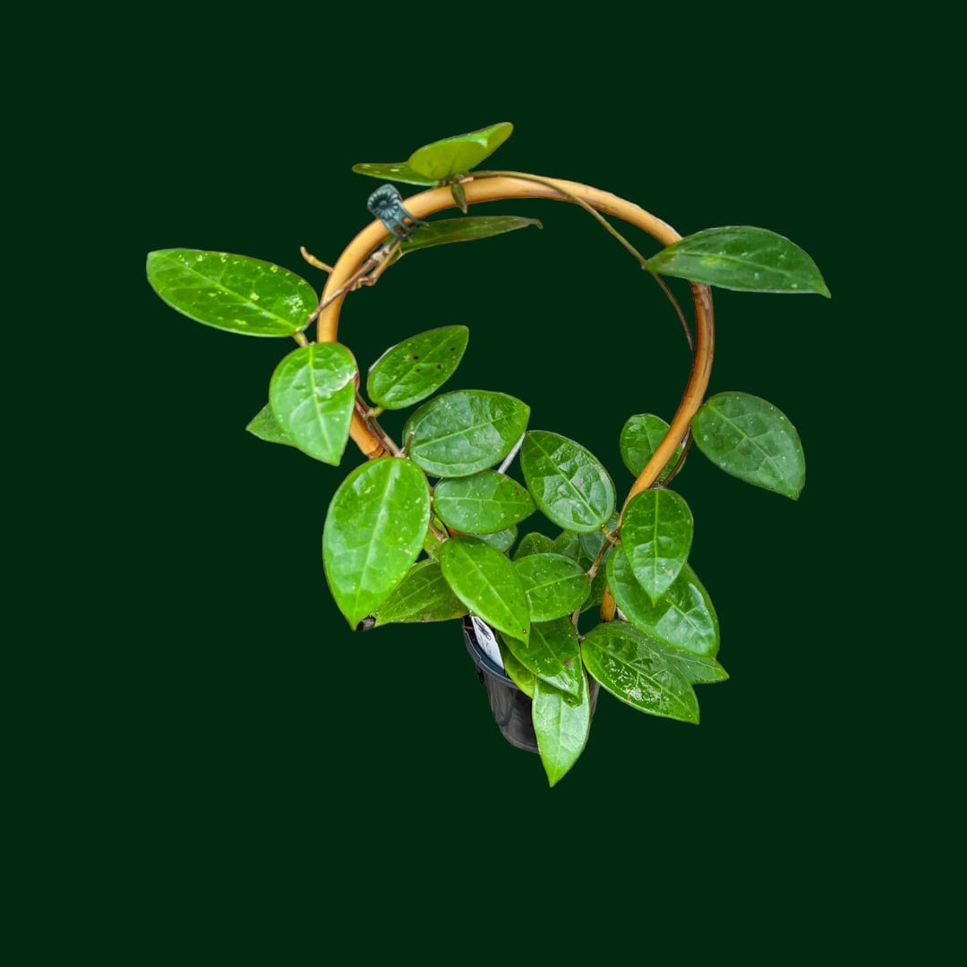 Trellised Hoya AH-026
