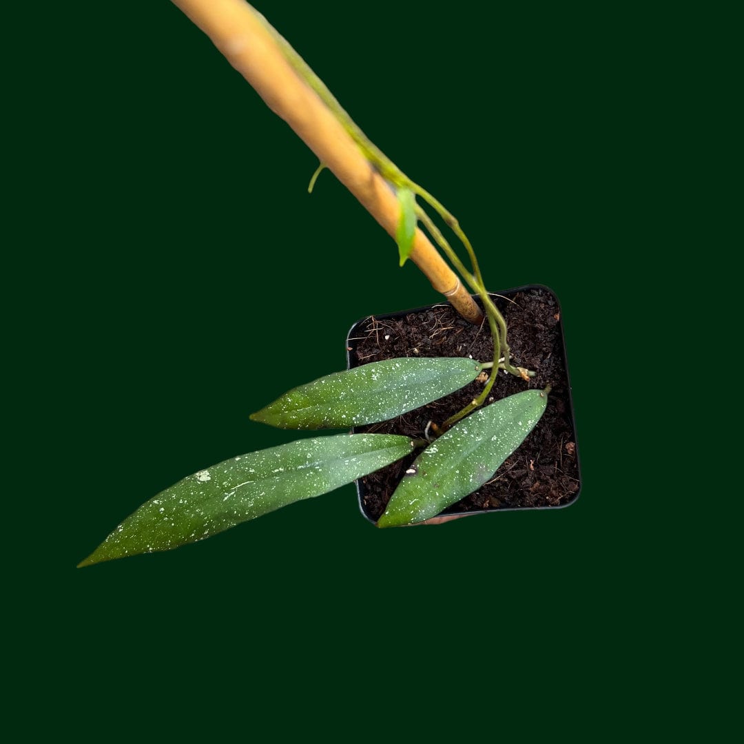 Hoya scortechinii (UT001, pink)