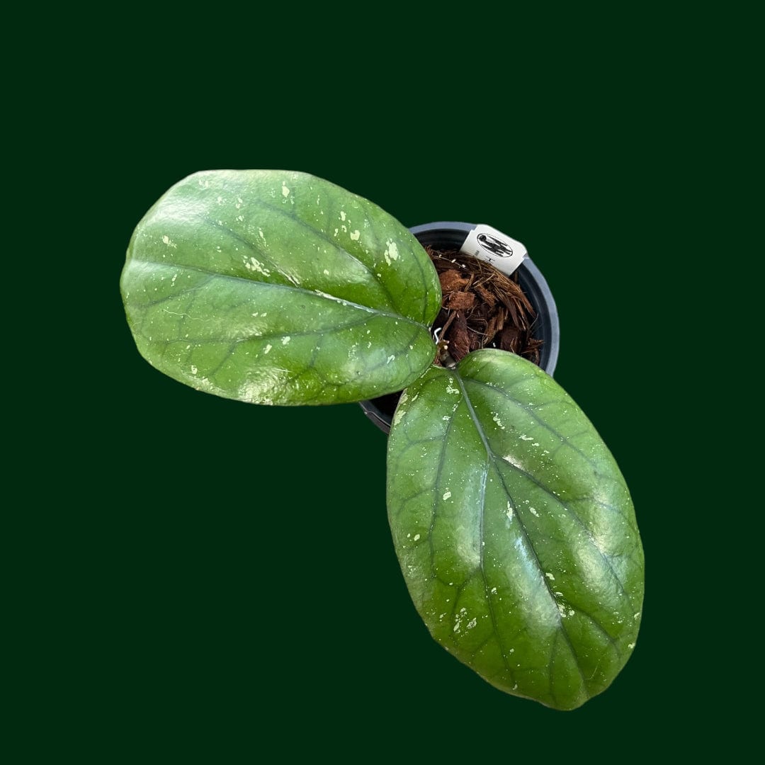 Hoya 'Elephant' (AH027) – Unsolicited Plant Talks