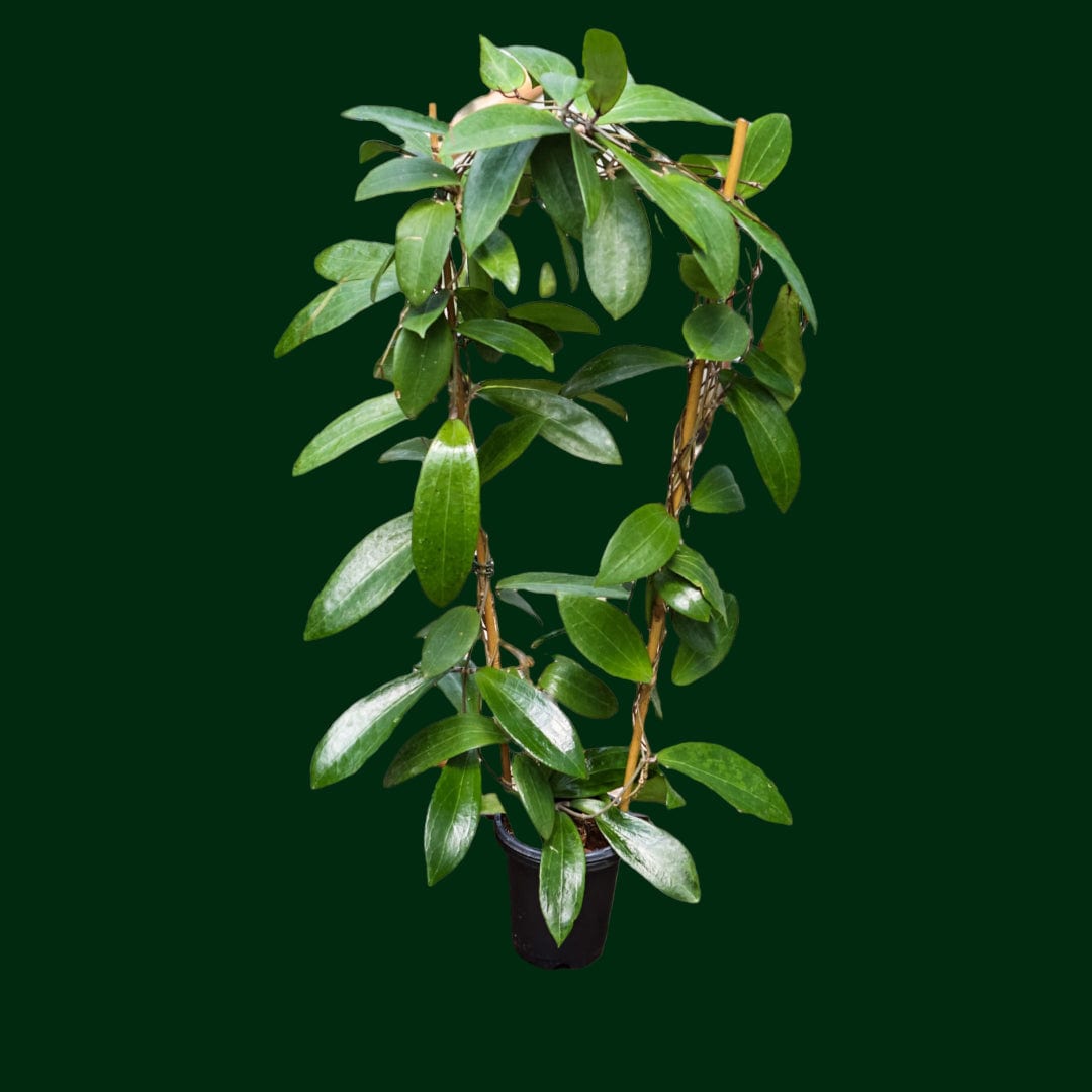 Trellised Hoya NR02 (ilagiorum hybrid) – Unsolicited Plant Talks