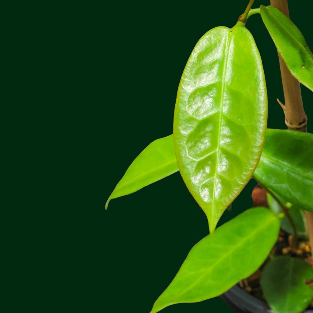 Hoya piestolepis – Unsolicited Plant Talks