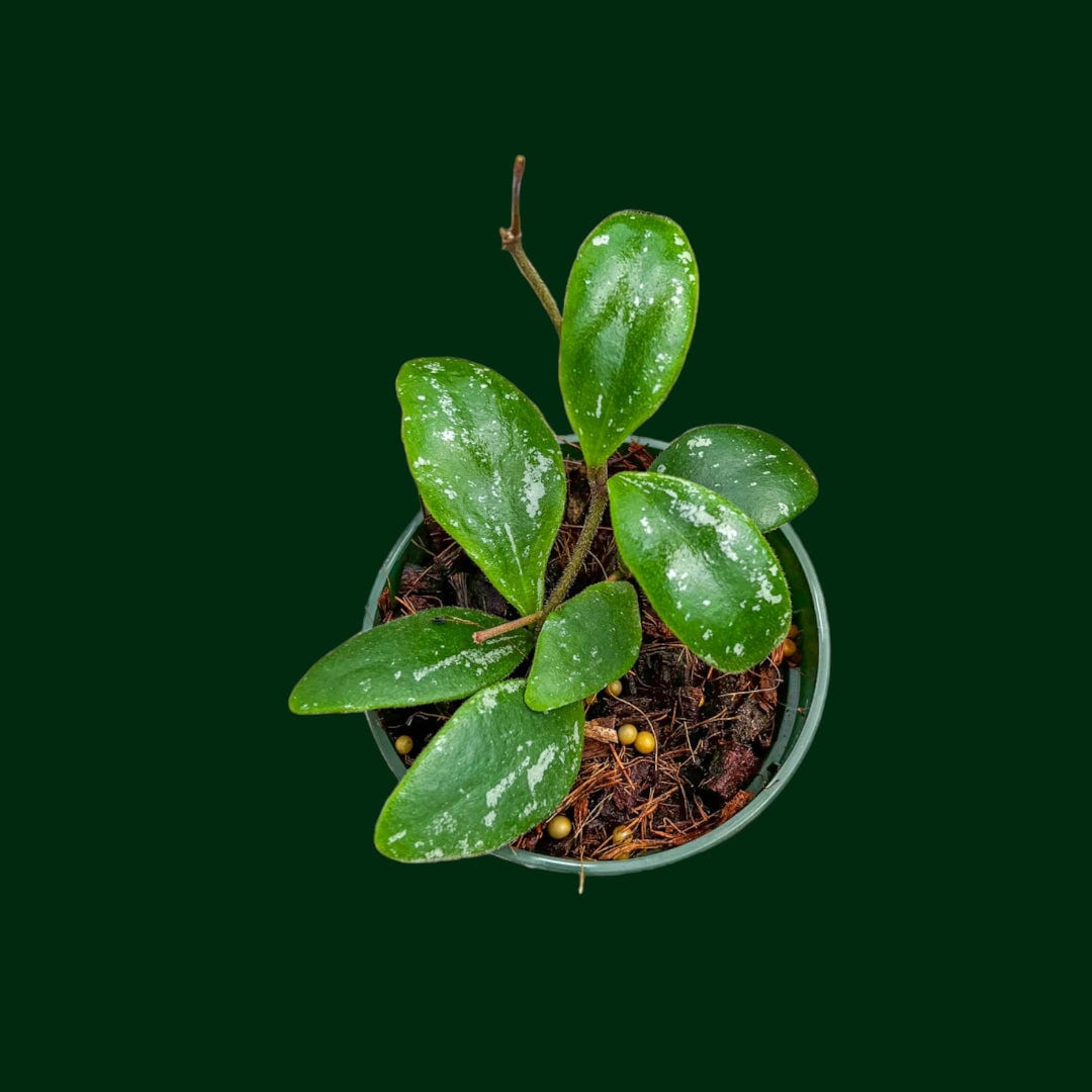 Hoya isabelchanae