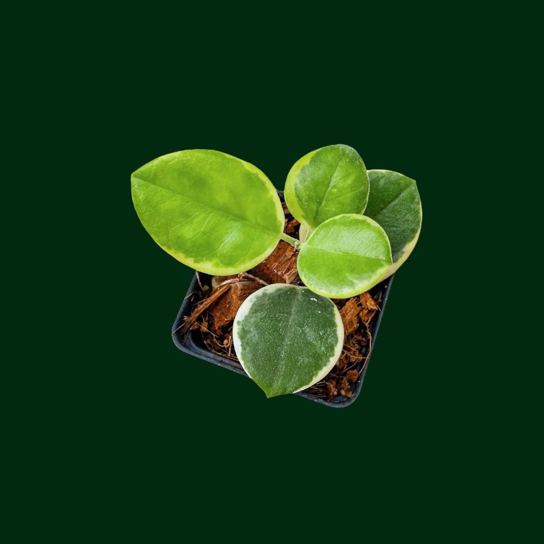Hoya australis (outer-variegated)