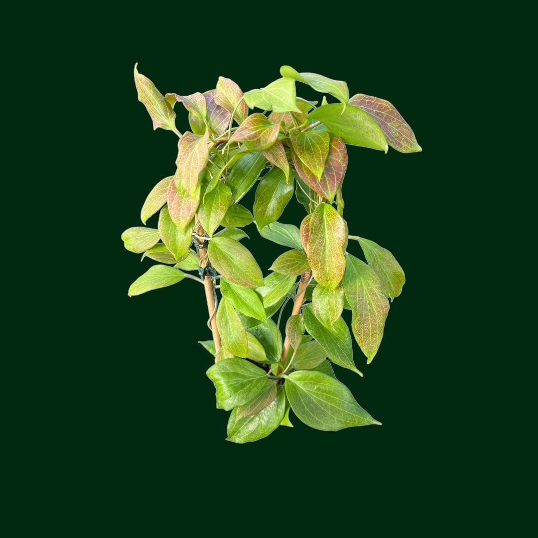 Trellised Hoya comminsii