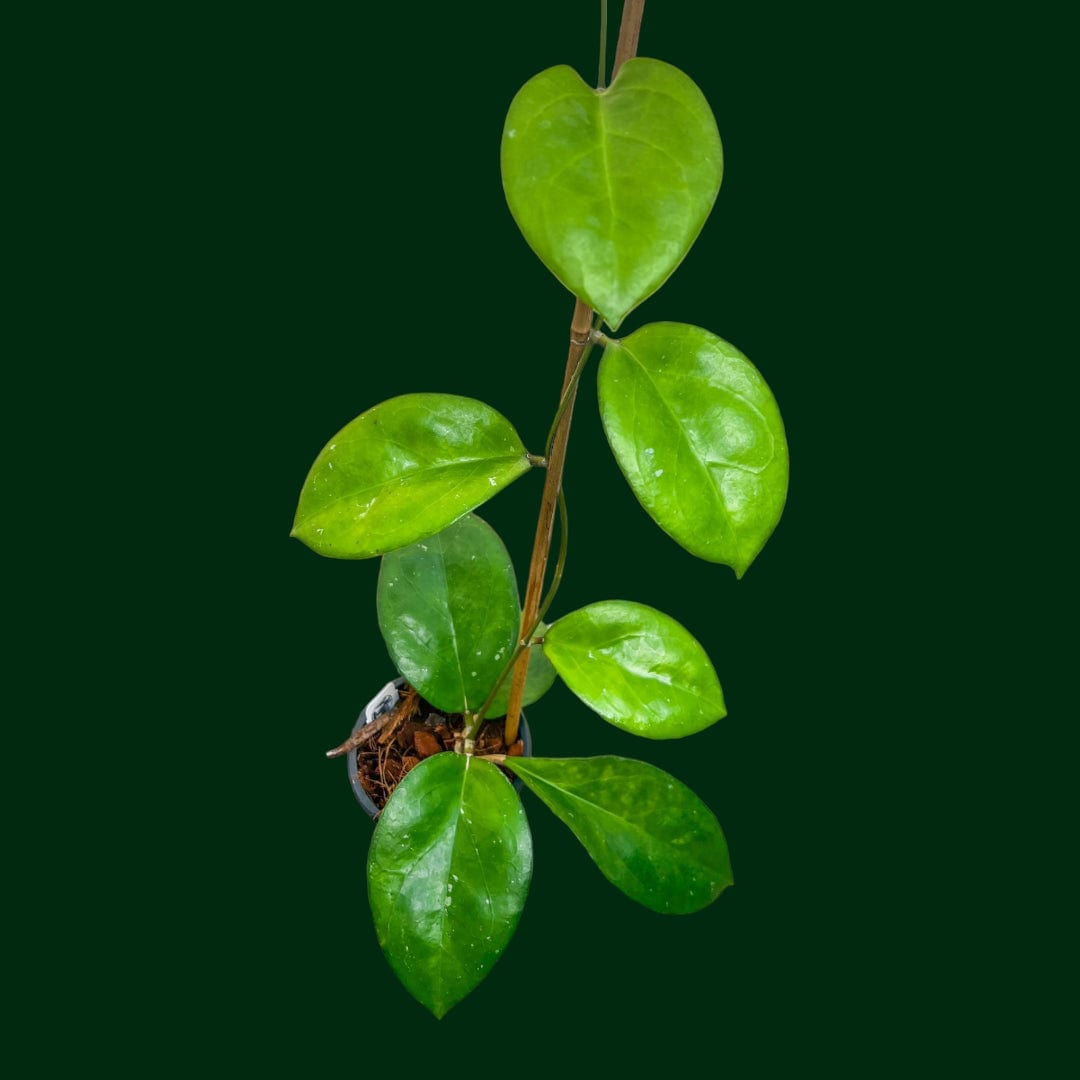 Hoya AH052 – Unsolicited Plant Talks