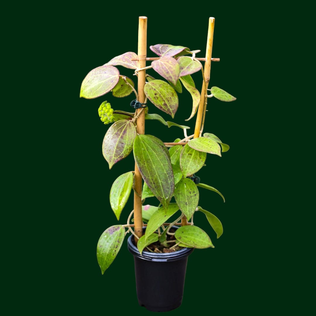 Trellised Hoya 'Genieve' – Unsolicited Plant Talks